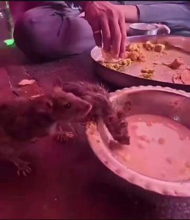 В Индии крыса погибла после поедания местной еды