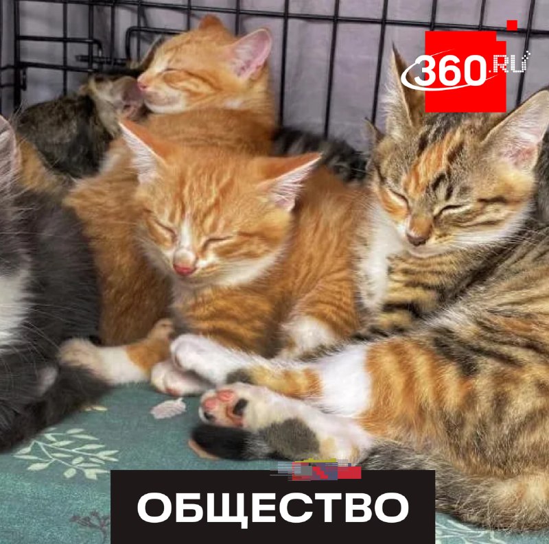 Росгвардейцы в Подмосковье спасли от холода котят