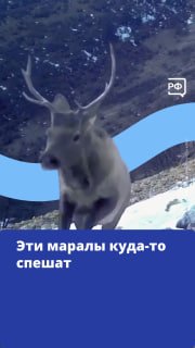 Маралы бегут наперегонки по склону в Бурятии