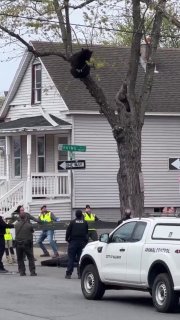 В Олбани (США) полицейские четыре часа ловили медведя, залезшего на дерево
