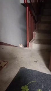 Мама-кошка отдала своего котенка человеку, которому доверяла