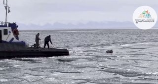 В Иркутской области спасли беременную косулю, оказавшуюся в ледяной воде
