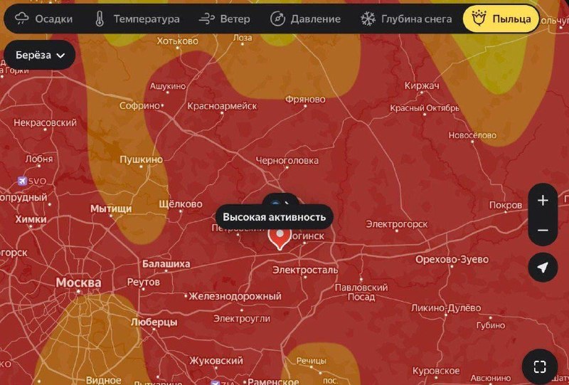 В Москве началось цветение берёзы