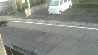 В Японии медведь напал на людей: один погиб, полицейский ранен