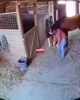 Лошадь защитила хозяйку во время землетрясения в Японии