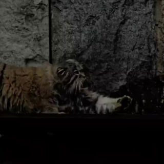 В Московском зоопарке отметили Международный день манула