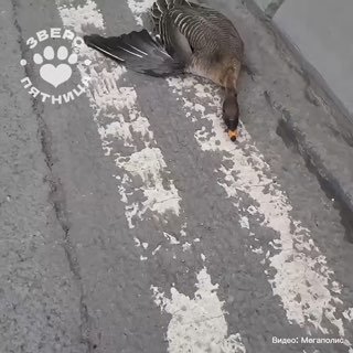 Петербурженка спасла раненого гуся на трассе