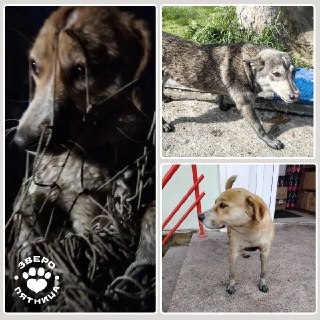 В петербургский приют привезут собак из Туапсе, пострадавших от мазута после пожара на нефтебазе