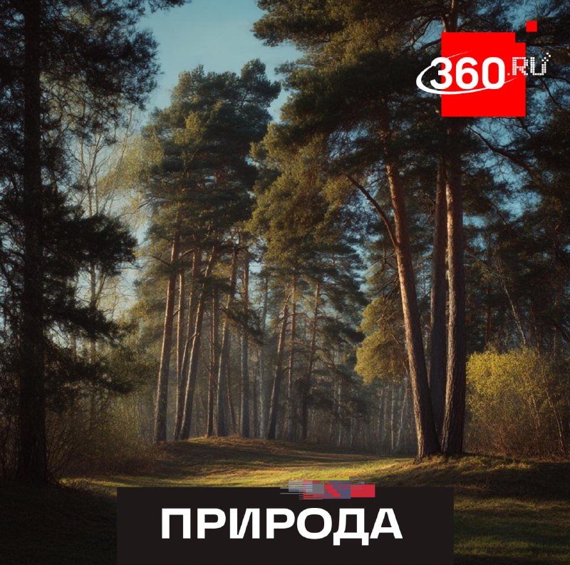 Около 1,7 млн деревьев высадят в Подмосковье в 2026 году