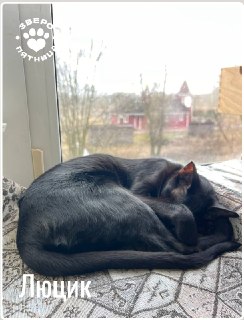 Иллюстрация 5