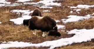 На Ямале в природном парке «Ингилоре» родились семь телят овцебыков