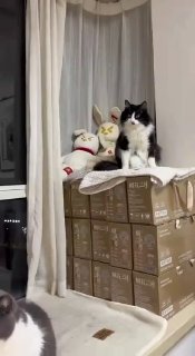 ИИ-видео с кошками напугало домашних питомцев