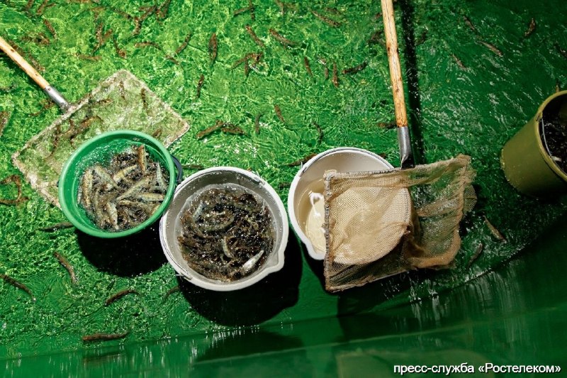 Зарыбление Невы: в реку выпустили более 11 тысяч мальков атлантического лосося