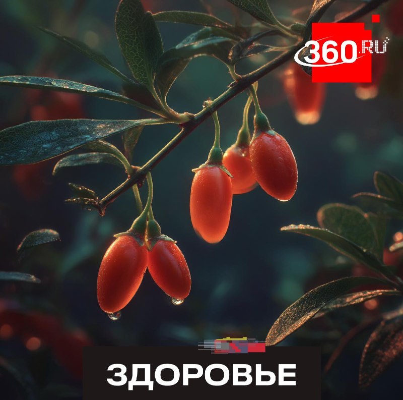 Яркие, но опасные: какие лесные ягоды в Подмосковье могут вызвать отравление?