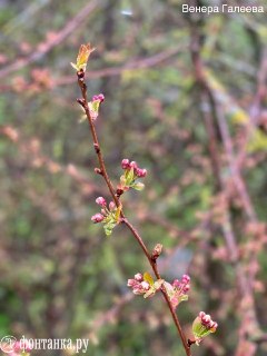 Петербуржцам желают цвести, как вишня из Ленобласти