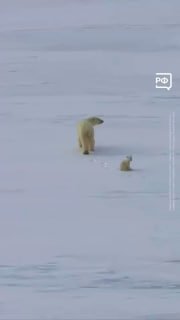 Экипаж ледокола «Якутия» встретил медвежонка в Карском море