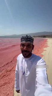 Побережье Омана завалило тоннами мертвых креветок из-за нехватки кислорода