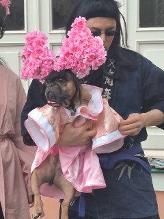 В Воронцовском парке прошел парад французских бульдогов