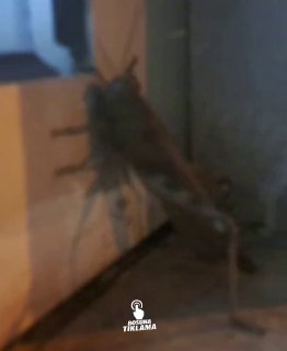 В Турции засняли гигантскую саранчу размером 25 сантиметров