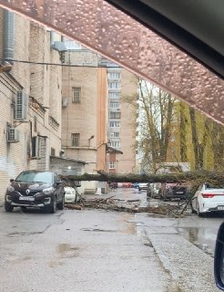 В Питере упавшее дерево повредило автомобили на Ленинском проспекте