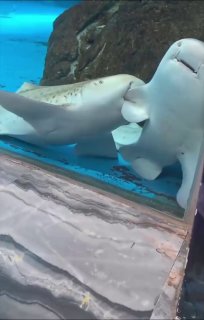 В китайском океанариуме поведение леопардовых акул приняли за агрессию, хотя это был флирт