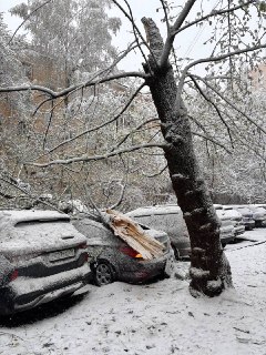 Снегопад в Москве и Подмосковье привел к падению деревьев на автомобили