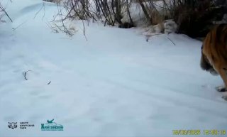Зимние эксперименты тигрицы попали на видео