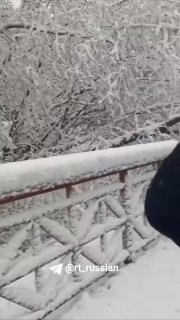 В Подмосковье люди преодолевают завалы из поваленных деревьев