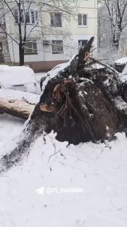 В московском районе Кузьминки упавшее дерево раздавило автомобиль