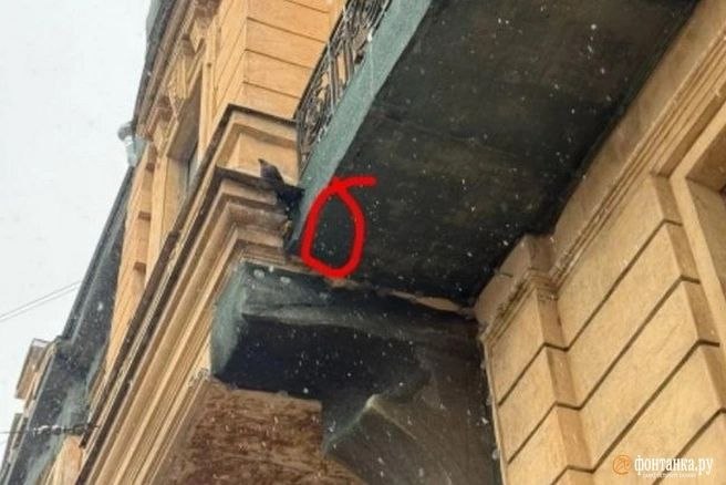 Гнездо с птенцами замуровали строительной сеткой на Большой Зелениной, 13