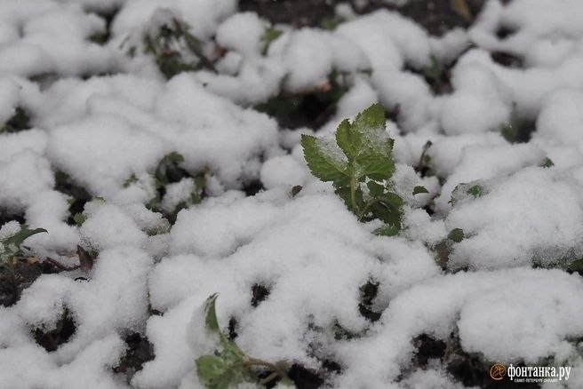 Иллюстрация 5