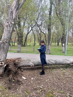 В Самаре упавшее дерево убило девочку-подростка во время урагана