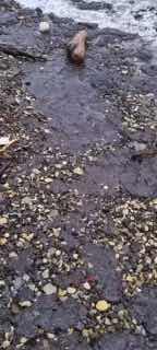 Нефтяное загрязнение после атаки БПЛА в Туапсе распространяется на соседние курортные поселки