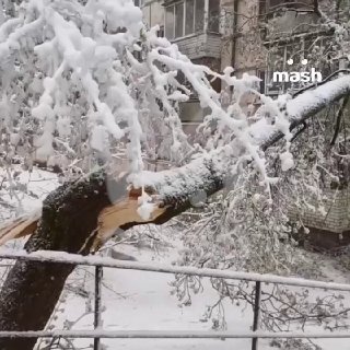 Шесть человек пострадали от падения деревьев в Московской области