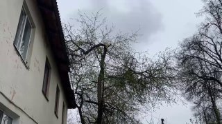 В Коломне дерево упало на крышу дома; работы по уборке осложнены сильным ветром