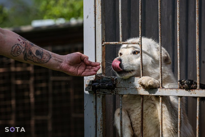 В Госдуму внесли законопроект о создании базы домашних животных