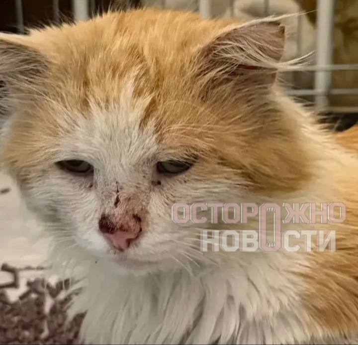 Иллюстрация 2