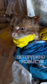 Иллюстрация 1