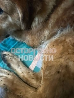 Волонтёры в Туапсе не справляются с очисткой животных от мазута после пожара на НПЗ