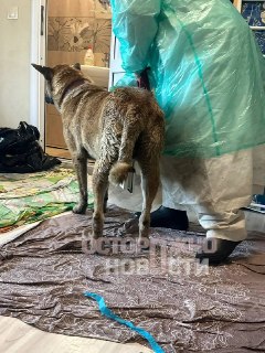 Иллюстрация 4