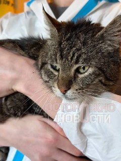 Иллюстрация 6