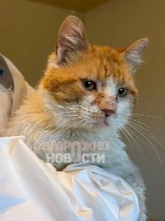 Иллюстрация 7