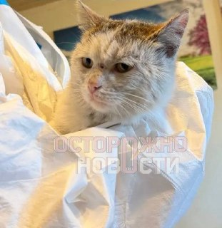 Иллюстрация 8