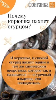 Всё, что вы хотели знать о корюшке