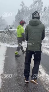 Жители Подмосковья самостоятельно распилили упавшее дерево, перекрывшее дорогу