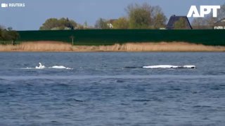 Горбатого кита Тимми перевозят из Балтики в Северное море