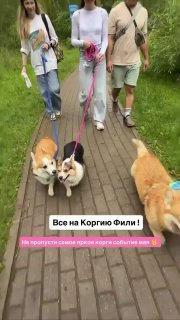 В Москве состоится масштабная встреча владельцев корги «КОРГИЯ»