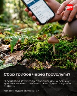 Сбор краснокнижных грибов может потребовать онлайн-разрешения через Госуслуги