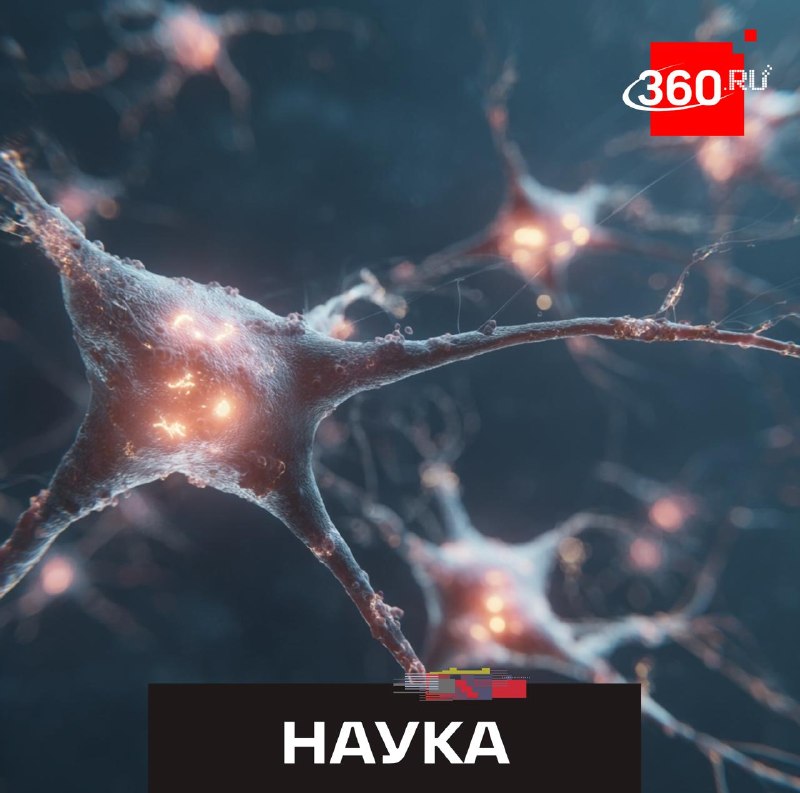 Ученые обнаружили скрытую сеть в мозге