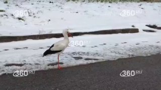 В Сланцах пытаются спасти брошенного стаей аиста